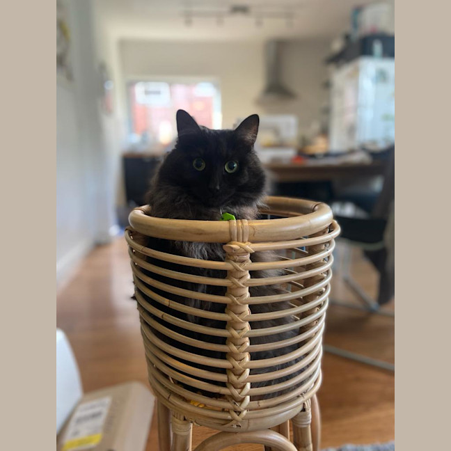 Photo of Phoebe