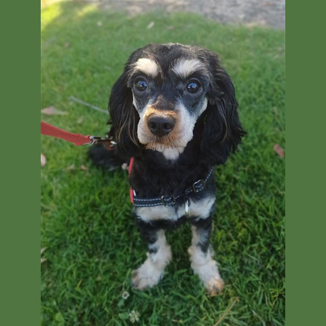 Photo of Cooper