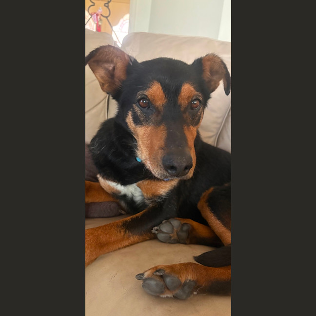 Photo of Buddy   9 Year Old Kelpie