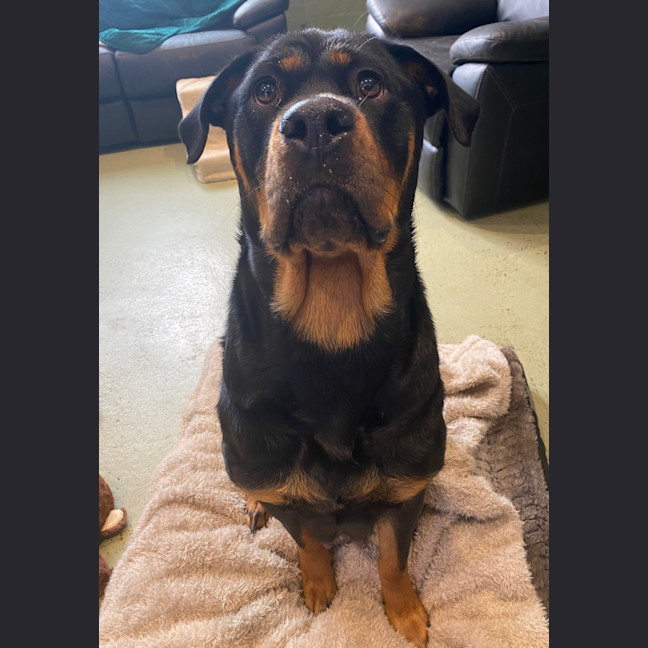 Photo of Suki