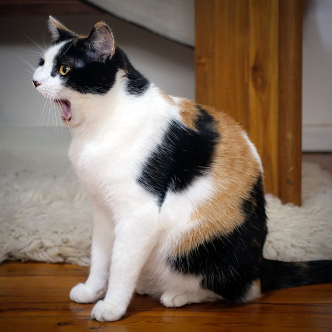 Photo of Jennifer Meowsu