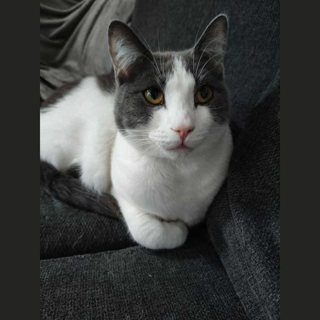 Photo of Earl Grey