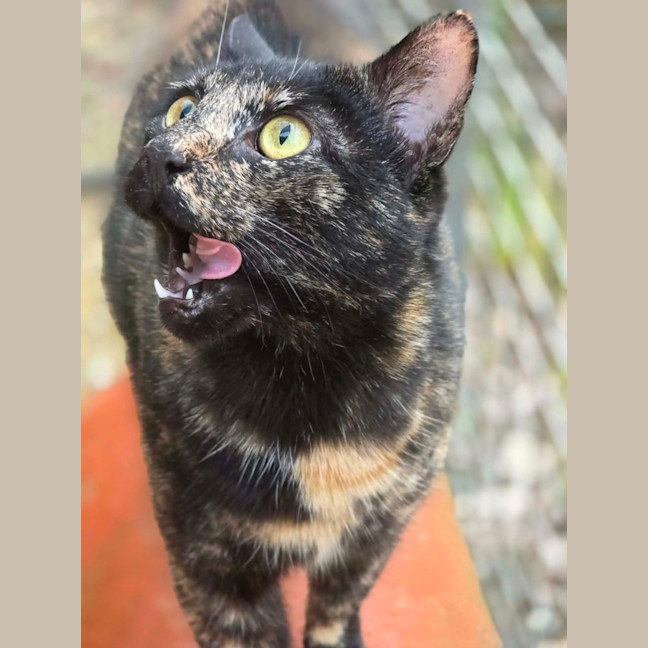 Photo of Sombra