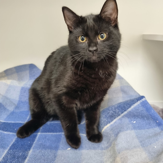 Photo of Oliver