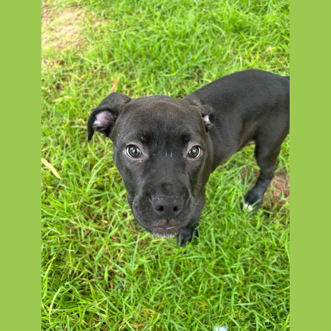 Photo of Kali