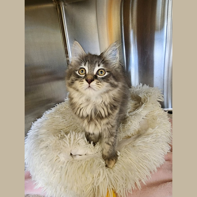 Photo of Belle