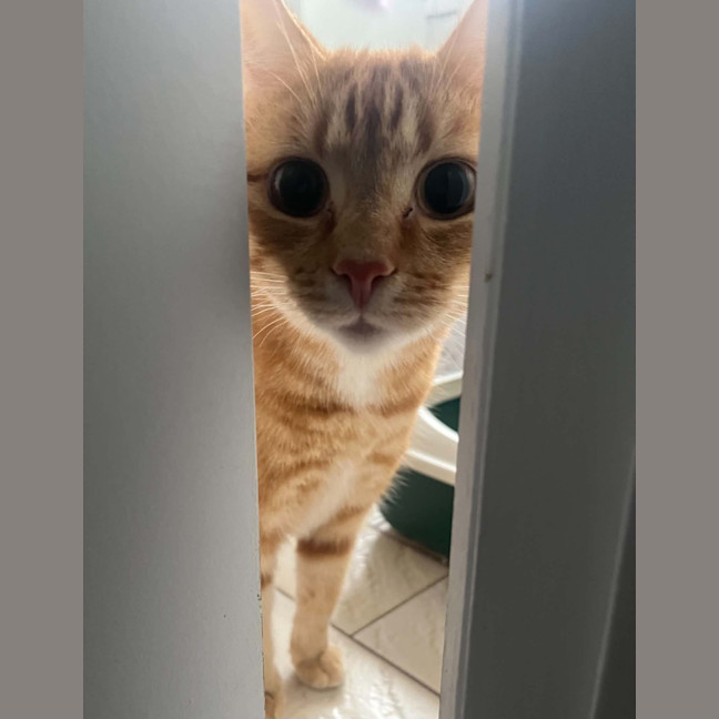 Photo of Willow