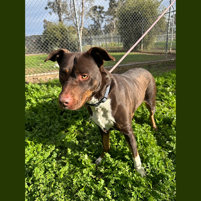 Photo of Whisky (Jameson)