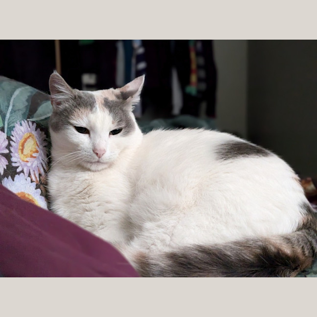 Photo of Princess Peach