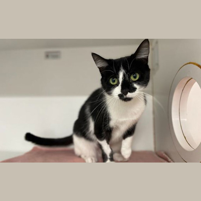 Photo of Kitty Purry