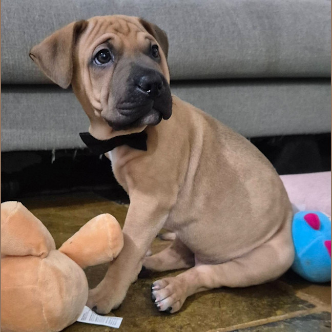 Photo of Pepper