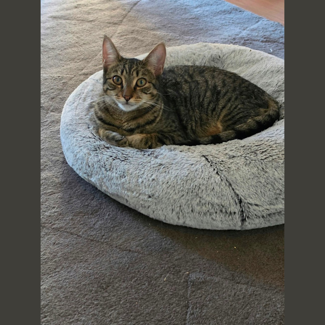 Photo of Lilo