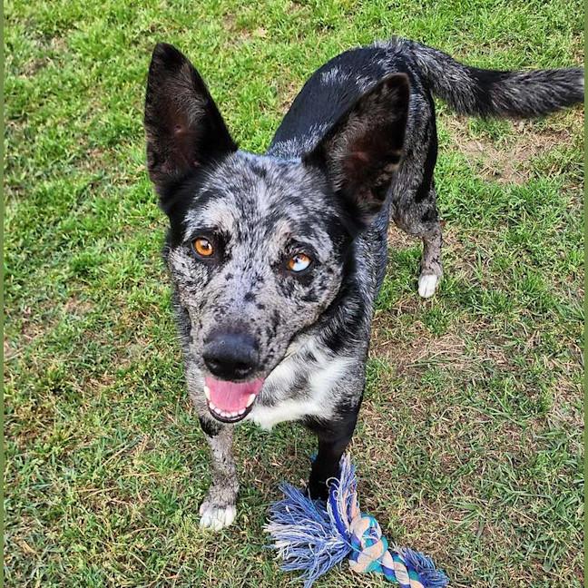 Photo of Ripley