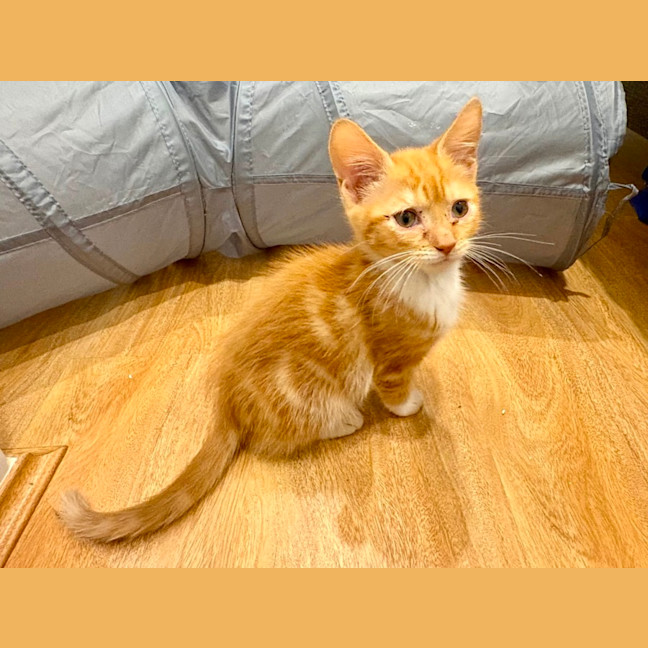 Photo of Mango