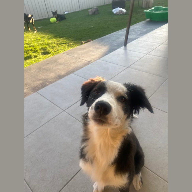 Photo of June Bug