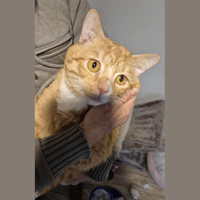 Photo of Fleetwood Mac **2nd Chance Cat Rescue**