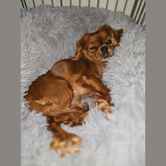 Photo of Jazzie