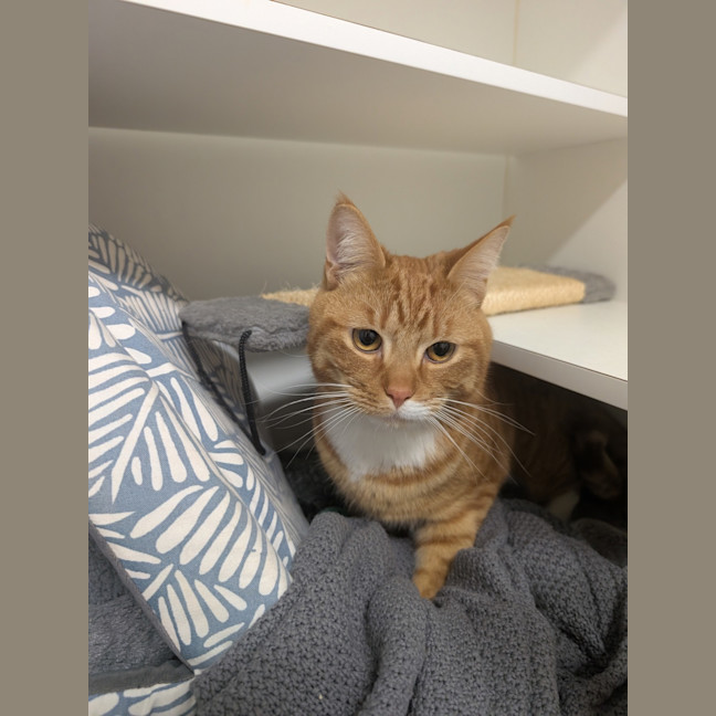 Photo of Waffle