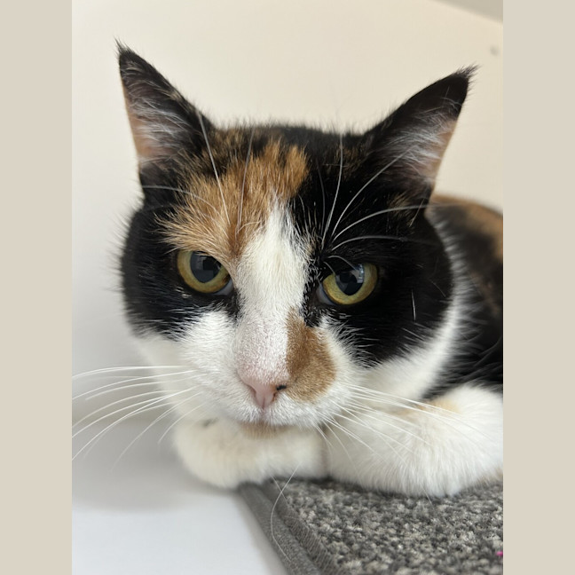 Photo of Apricot