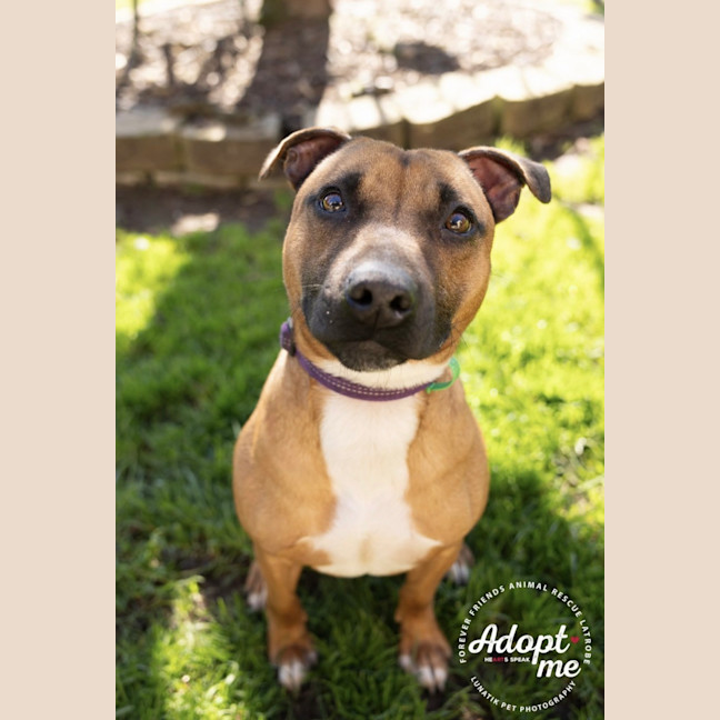 Photo of Whiskey