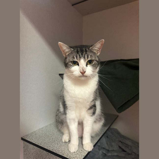 Photo of Mango