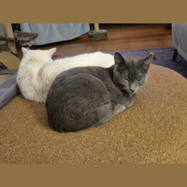 Photo of Blue