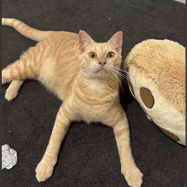 Photo of Loki