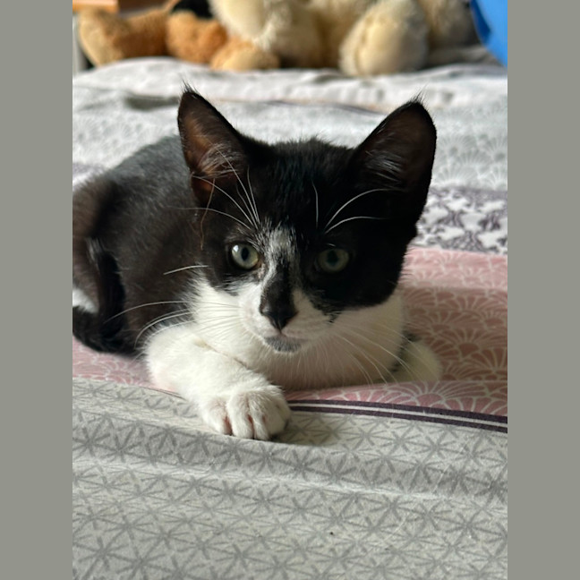 Photo of Ryder 😻🐾