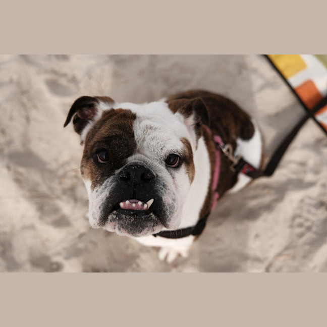 Photo of Gracie