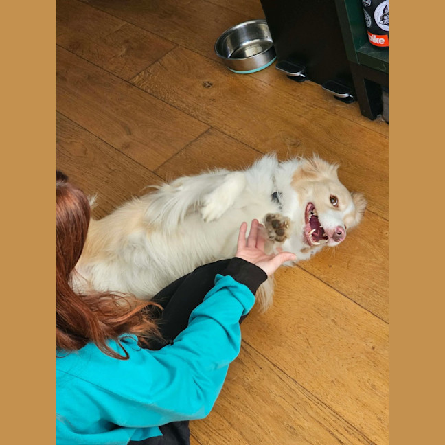 Photo of Lucky