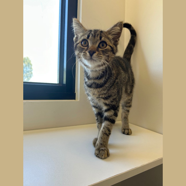 Photo of Zodiac Bunch