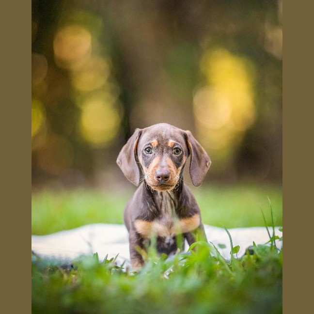 Photo of Bodhi