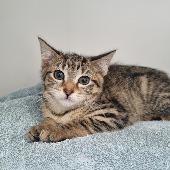 Photo of Rue