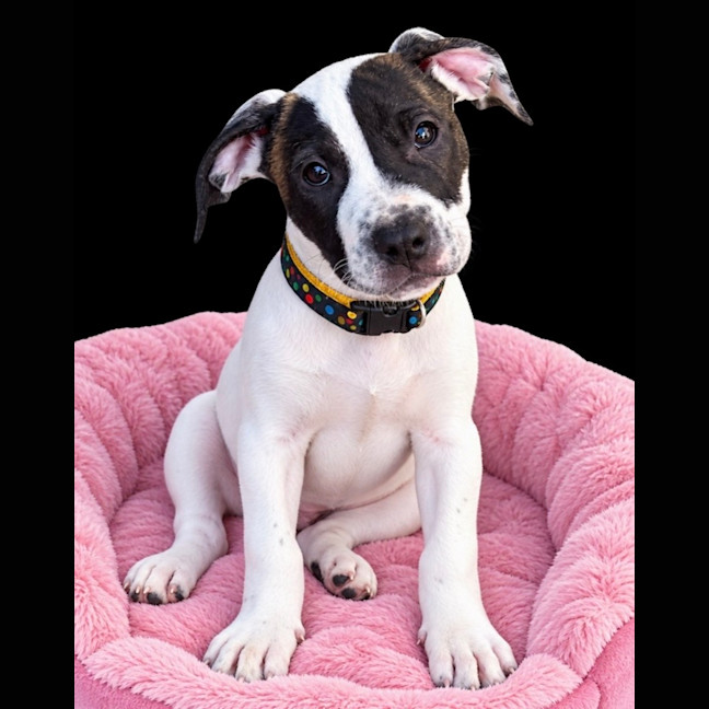 Photo of Bazoo