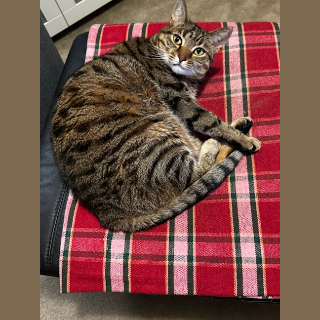 Photo of Tiger