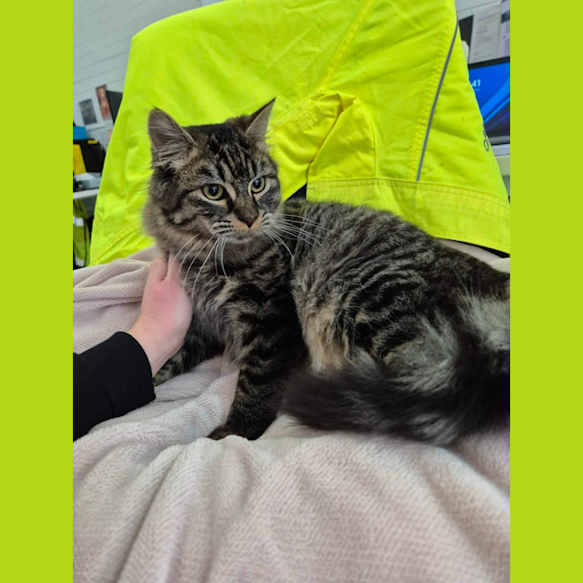 Photo of Romeo! 🧡