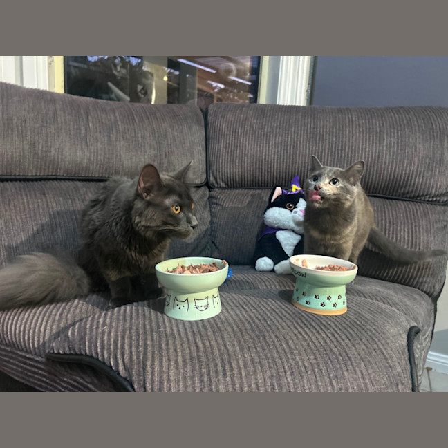 Photo of Einstein And Ivy 🧮🌱