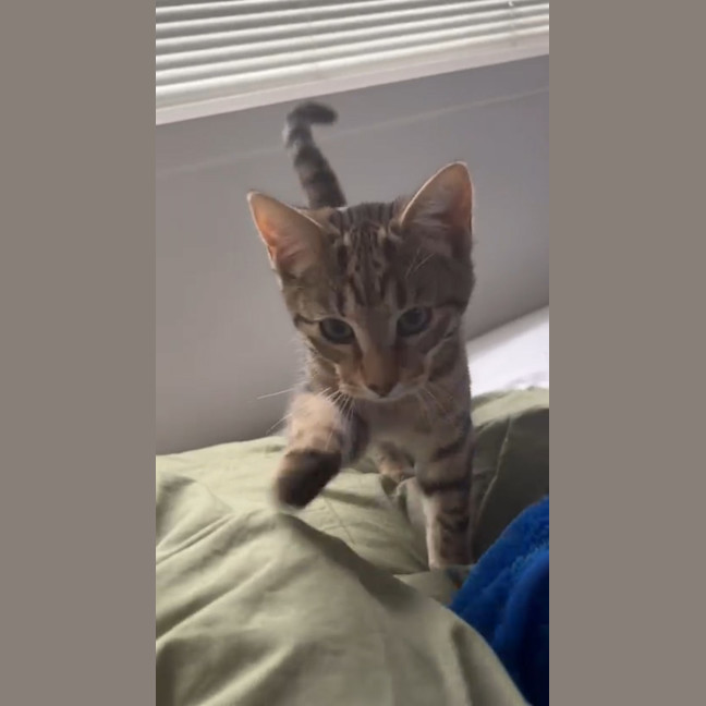 Photo of Pebbles