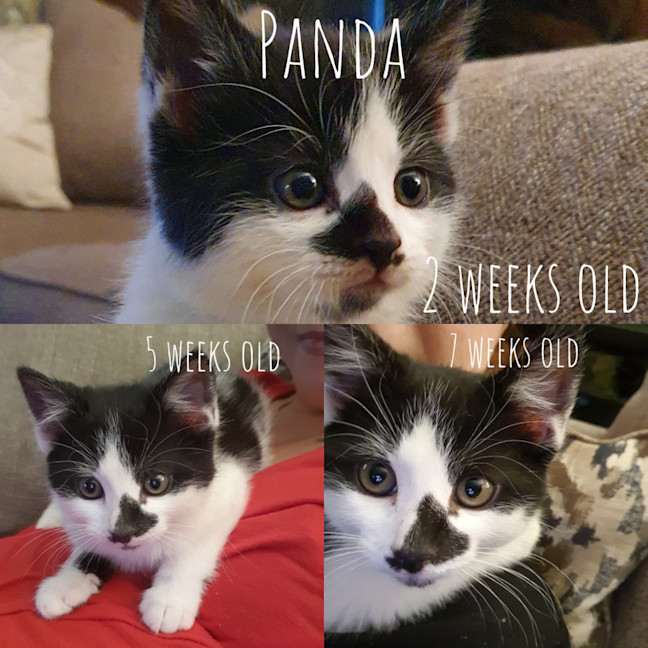 Photo of Panda   The Ultimate Mummies Boy