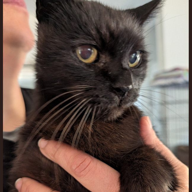 Photo of Blacky ** Total Lovebug **