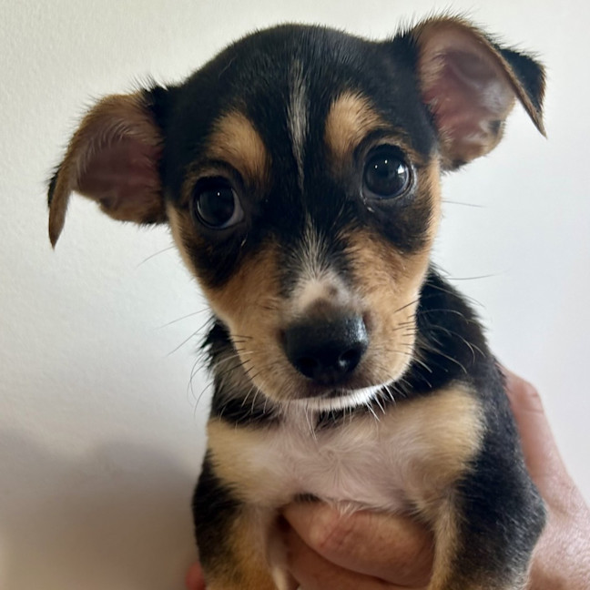 Photo of Rocco