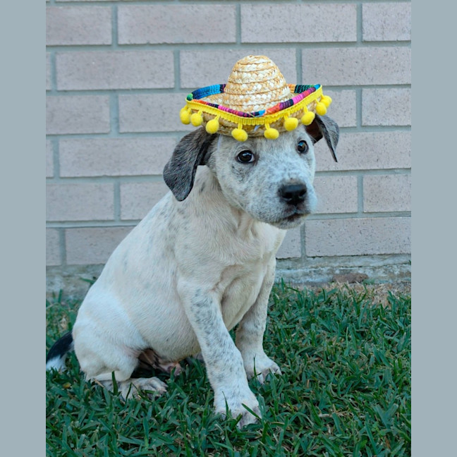 Photo of Burrito