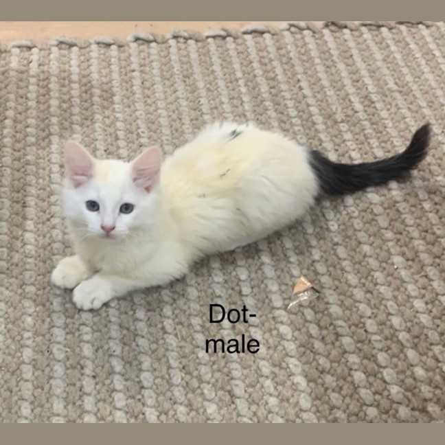 Photo of Dot Meet Me@Petstock Clyde Store