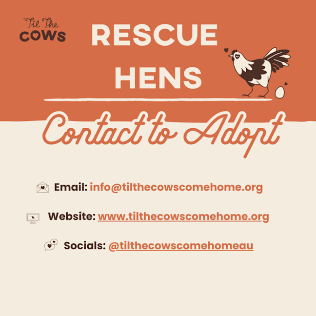 Photo of Rescue Hens   Multiple Locations   Qld