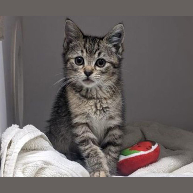 Photo of Little Miss