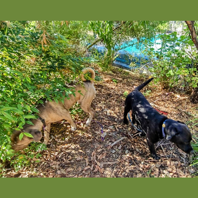 Photo of Tyrrell (Tyr)