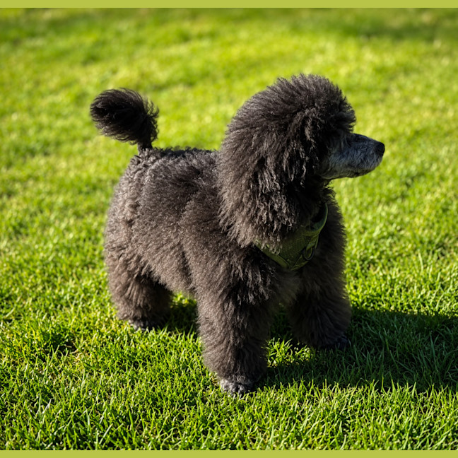 Photo of Tika