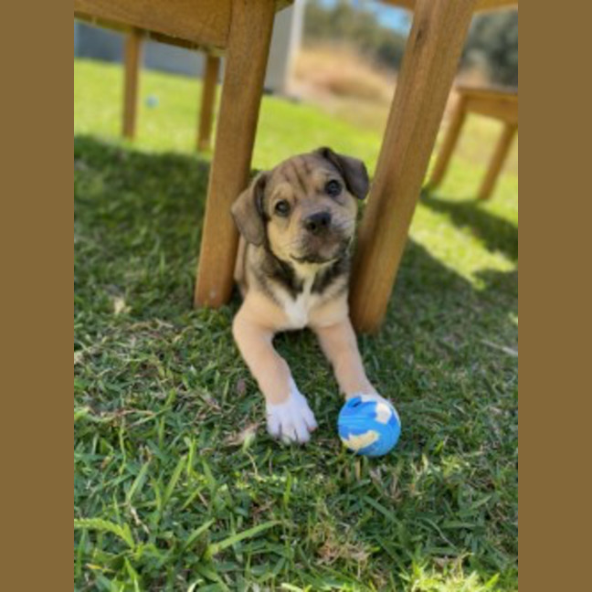 Photo of Spud
