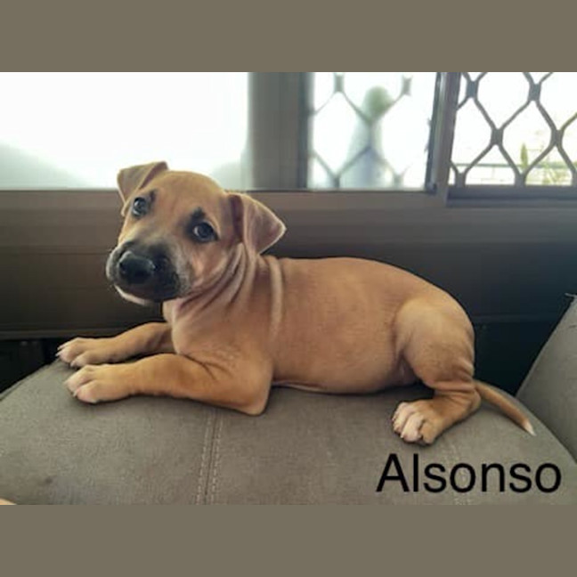 Photo of Alsonso