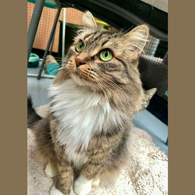 Photo of Maple ** 2nd Chance Cat Rescue **